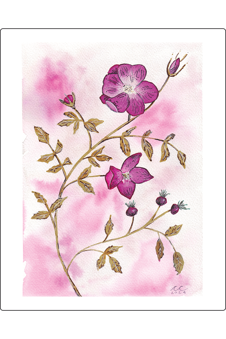 Sitka Rose Print