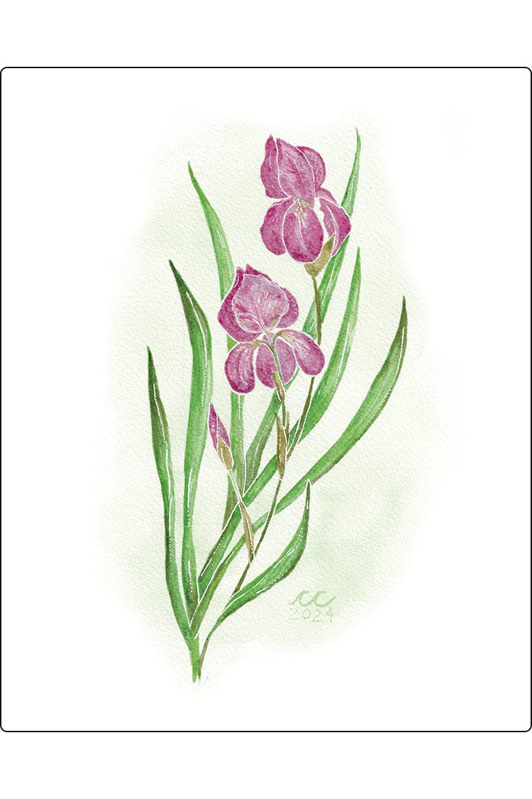 Wild Iris Print